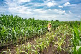 FIND4S Workshop: Tantangan dan Solusi dalam Farm-to-Fork Food Sustainability