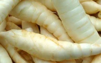Mahasiswa Teknologi Pangan Undip Raih Pendanaan Indofood Riset Nugraha 2025–2026